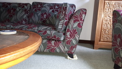 Any new Eufy Robovac parents out there?