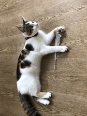 The mighty hunter