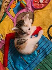 CATS NAME