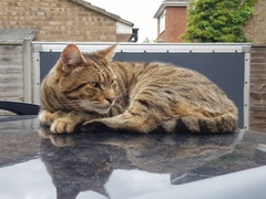 Thug cat part 3.  Unbidden guests are often welcomest when they are gone.