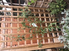 Why are my climbers not flowering?