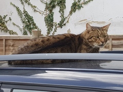 Thug cat part 3.  Unbidden guests are often welcomest when they are gone.