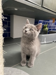 Photo thread for kittens!