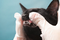 Kitten retaining baby teeth.