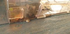 Orphaned mouse- advice please!
