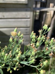 Is this a (beast of a) weed?