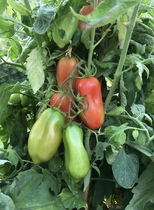 Allotment/Veg Patch Thread 16  Weather weirdness prevails !