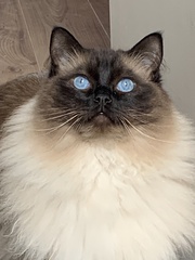 What's your DCat up to today? (Thread 8)