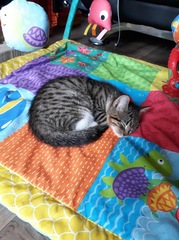 Our cat was killed this morning