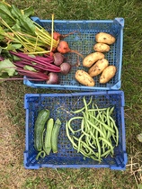 Allotment/Veg Patch Thread 16  Weather weirdness prevails !
