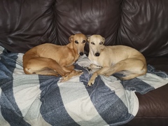 show me your dogs!