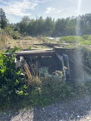 New allotment overgrown - where to start?