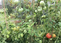 Allotment/Veg Patch Thread 16  Weather weirdness prevails !