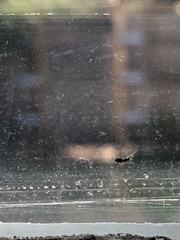 Mites near windows