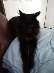 My cat is being weird...