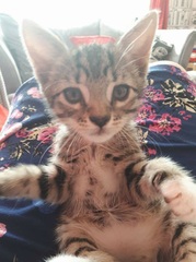 Photo thread for kittens!