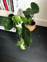 Monstera plant question