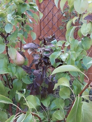 Poorly pear tree