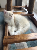 Photo thread for kittens!