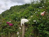Our garden is not the cause for the lack of sale