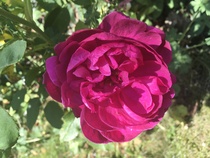 David Austin Rose Obsession