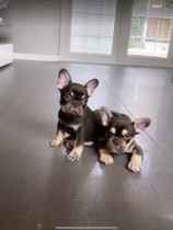 Puppy survival thread! July/August! Roll up!