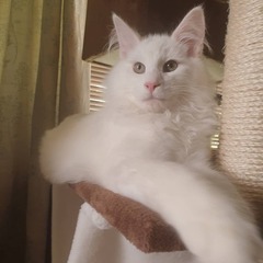 Photo thread for kittens!