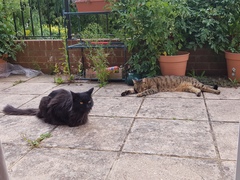 Thug Cat part 2. What, has this thing appeared again tonight?