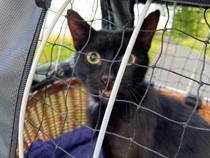 Recommendations for top loading cat carrier
