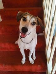 show me your dogs!