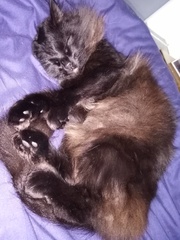 My cat is being weird...