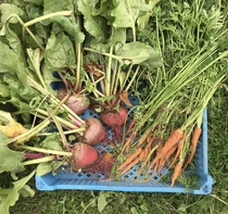 Allotment/Veg Patch Thread 16  Weather weirdness prevails !