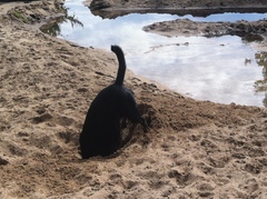 show me your dogs!
