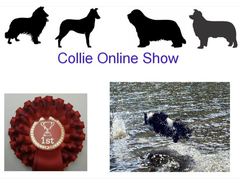 A happy post about my border collie