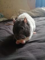 Ideal pet for a 6 yr old