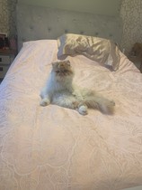 I think there might be a cat in the window