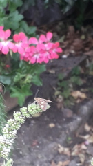What is this moth on my mint, please? (Pics)