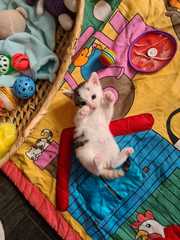CATS NAME