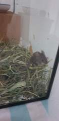 Orphaned mouse- advice please!