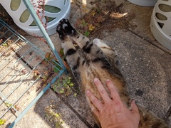 Thug Cat part 2. What, has this thing appeared again tonight?