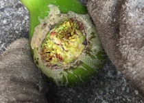 What’s happened to this fig