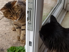 Thug cat part 3.  Unbidden guests are often welcomest when they are gone.