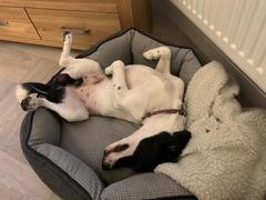 Anyone got a spaniel/jack Russell cross?