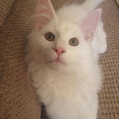 What's your DCat up to today? (Thread 8)