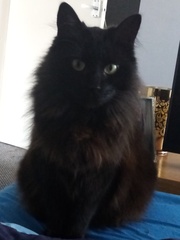 My cat is being weird...