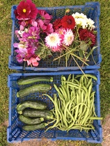 Allotment/Veg Patch Thread 16  Weather weirdness prevails !