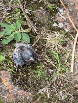 Little bird