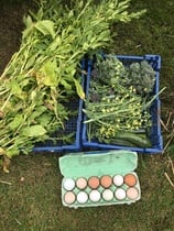 Allotment/Veg Patch Thread 16  Weather weirdness prevails !