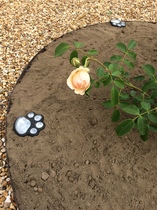David Austin Rose Obsession