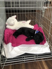 Puppy survival thread! July/August! Roll up!
